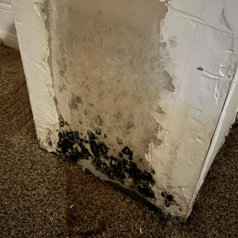 Professional Mold Removal in Highlands Ranch, CO